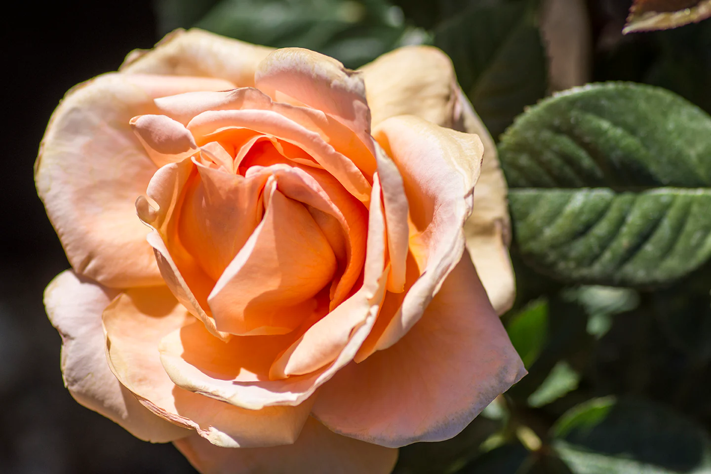 Abbaye De Cluny - Star Roses and Plants - Image 3