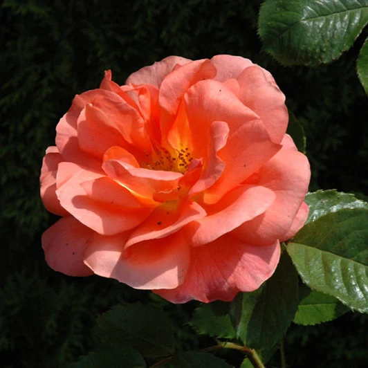 Above All - Weeks Rose