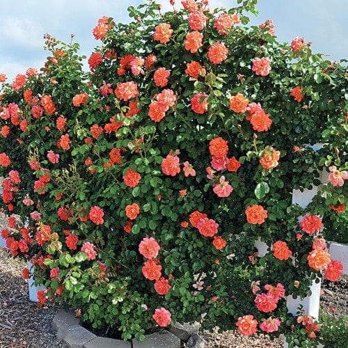 Above All - Weeks Rose - Image 2