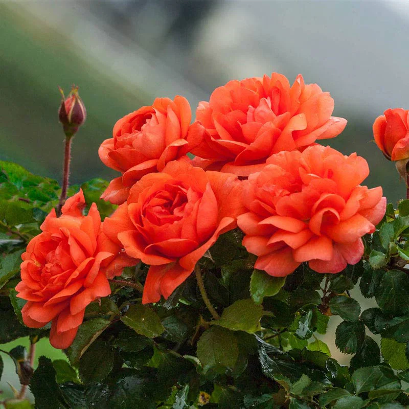 Above All - Weeks Rose - Image 3