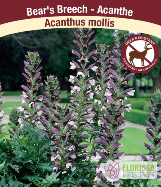 Acanthus Mollis, 1 Pack