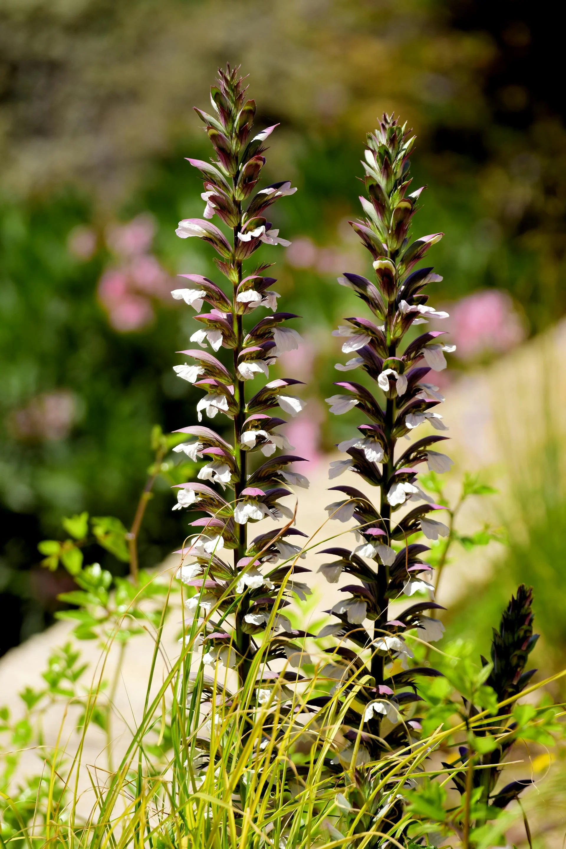 Acanthus Mollis, 1 Pack - Image 2