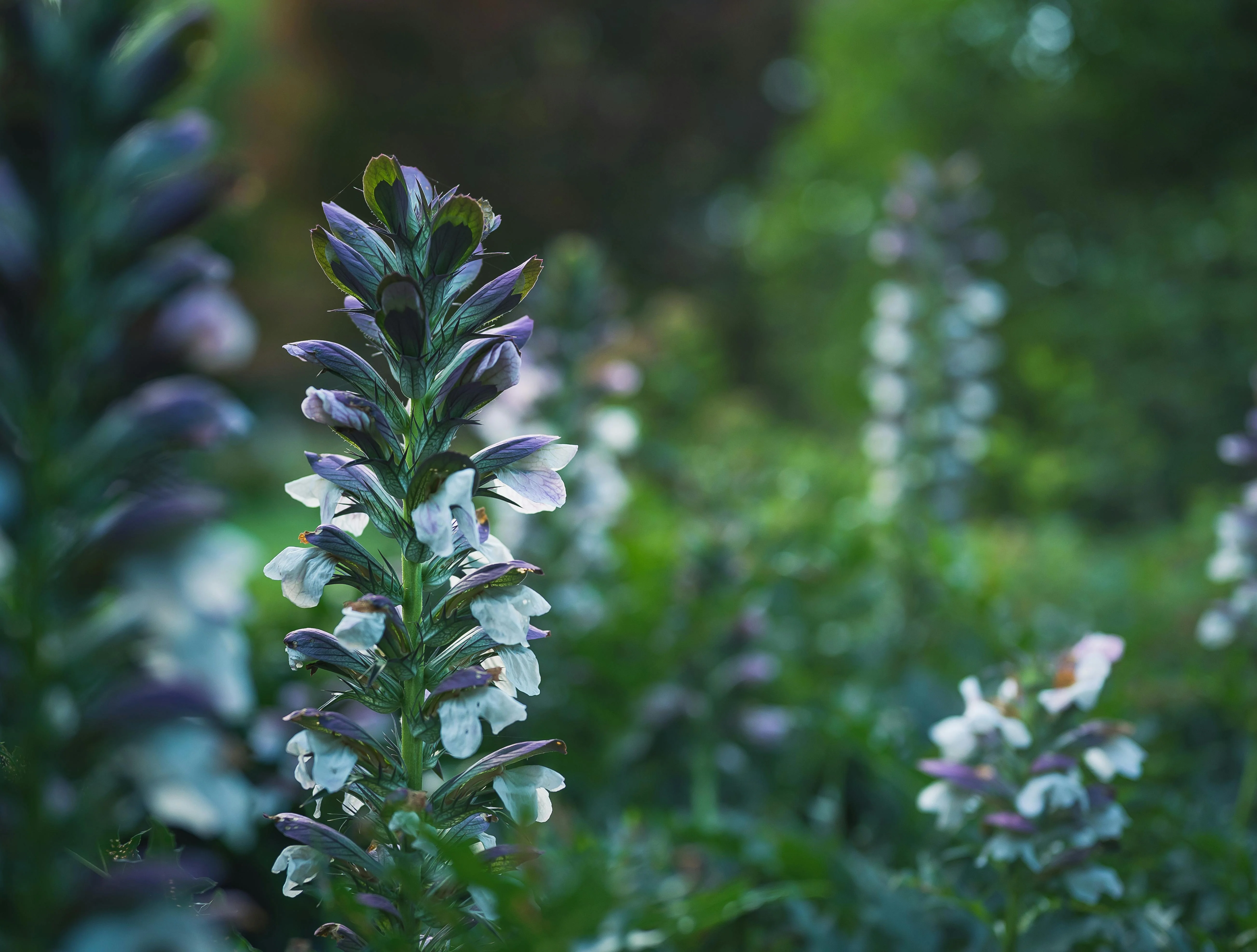 Acanthus Mollis, 1 Pack - Image 3