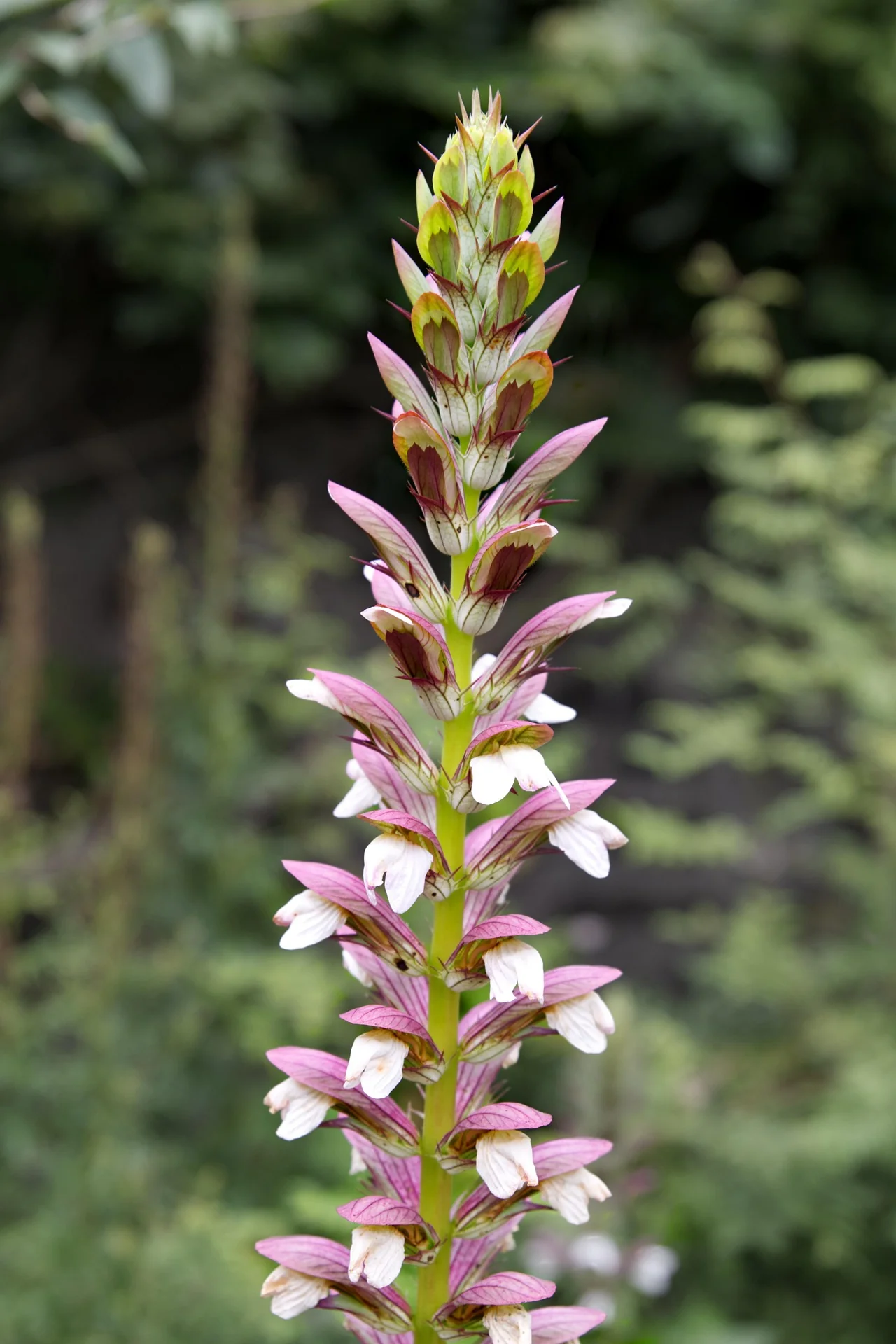 Acanthus Mollis, 1 Pack - Image 4