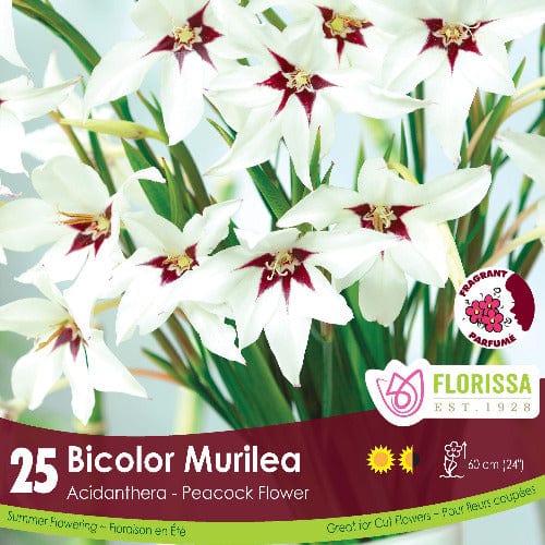 Acidanthera - Bicolor Murilea, BONUS 25 Pack