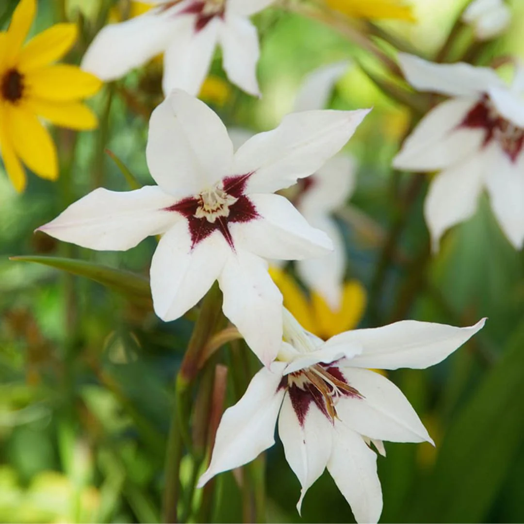 Acidanthera - Bicolor Murilea, BONUS 25 Pack - Image 2