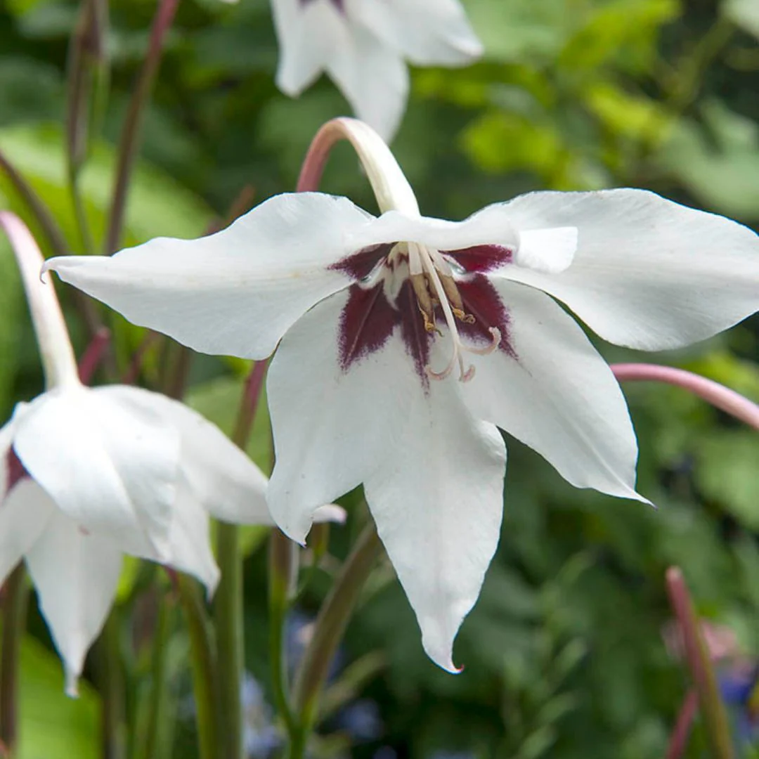 Acidanthera - Bicolor Murilea, BONUS 25 Pack - Image 3