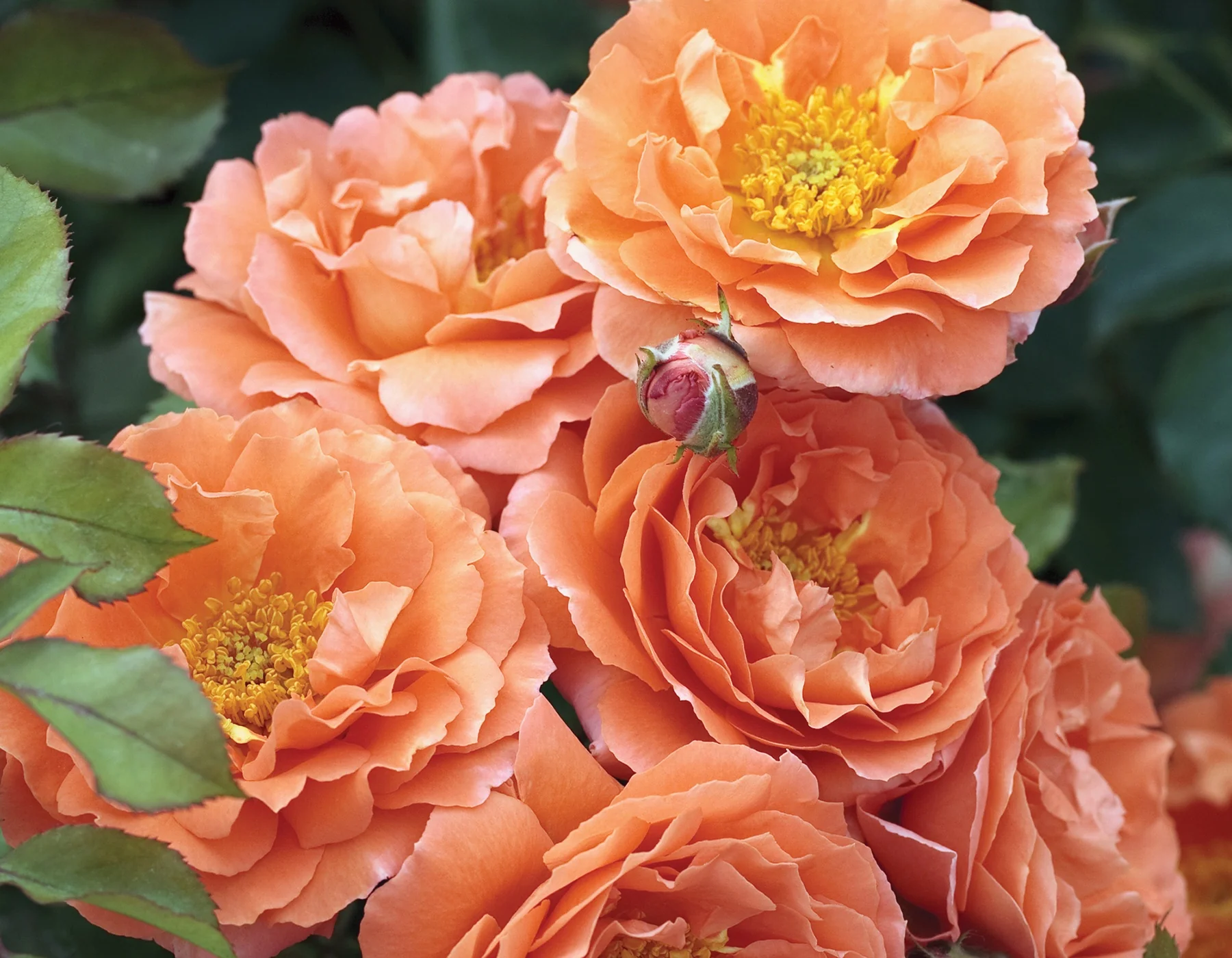 Adobe Sunrise™ - Star Roses and Plants - Image 2