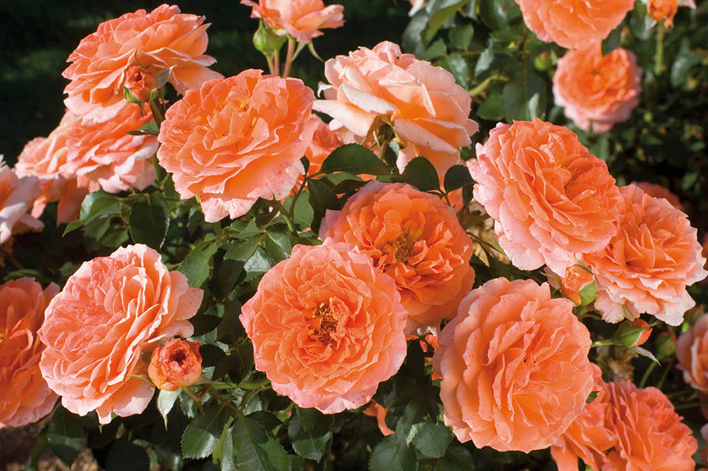 Adobe Sunrise™ - Star Roses and Plants - Image 3