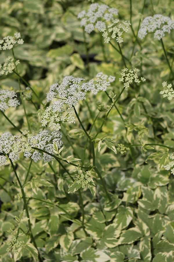 Aegopodium - Variegatum, 1 Pack - Image 2
