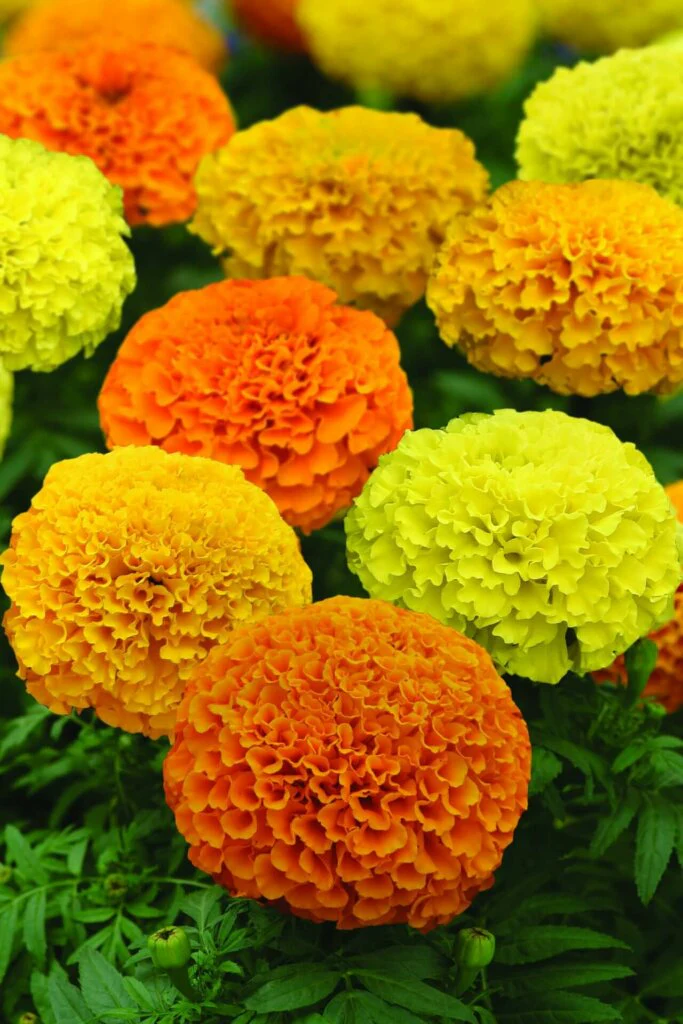 African Marigold Marvel II Mixed Hybrid - Ontario Seed Company