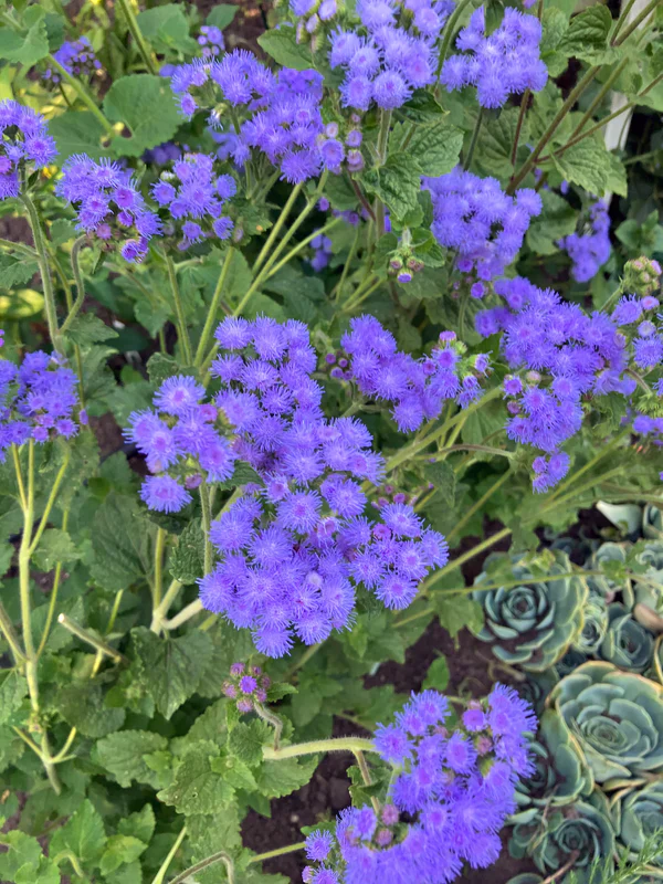 Ageratum Summer Sky - Renee's Garden Seeds - Image 2