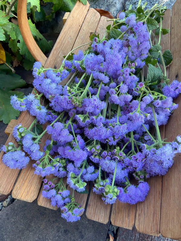 Ageratum Summer Sky - Renee's Garden Seeds - Image 3