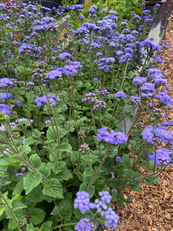 Ageratum Summer Sky - Renee's Garden Seeds - Image 4