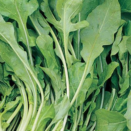 Organic Arugula Roquette - Aimers Seeds
