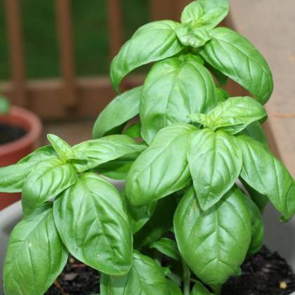 Organic Basil Genovese - Aimers Seeds