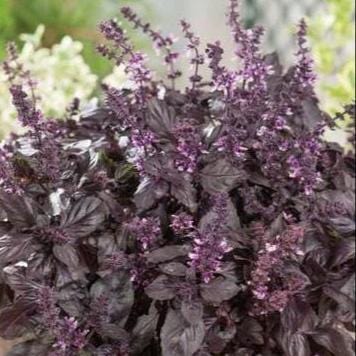 Organic Basil Red Rubin - Aimers Seeds