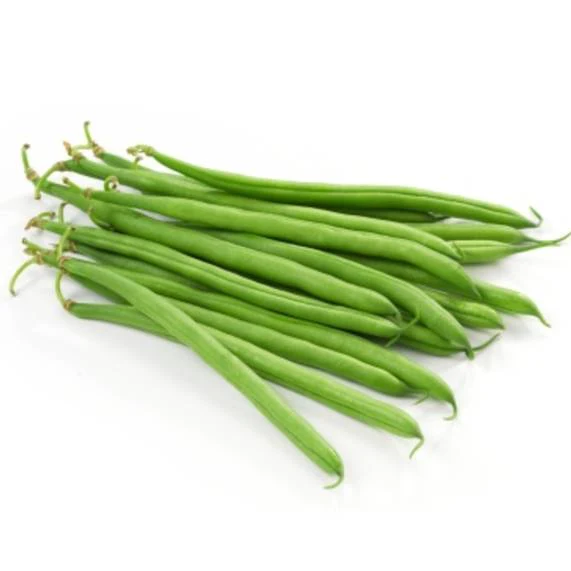 Bean Blue Lake Bush - Aimer's Organic Seeds