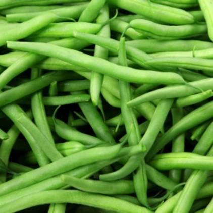 Bean Tendergreen - Aimer's Organic Seeds