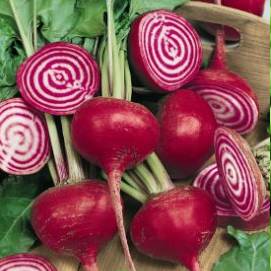 Beet Chioggia Guardsmark - Aimer's Organic Seeds