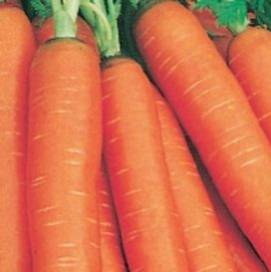 Carrot Nantes Coreless - Aimer's Organic Seeds