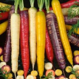Carrot Rainbow Blend - Aimer's Organic Seeds