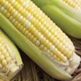 Corn Supersweet XR Hybrid - Aimer's Organic Seeds
