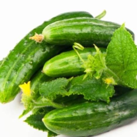 Cucumber Marketmore 76 - Aimer's Organic Seeds