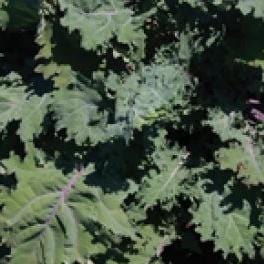 Kale Red Russian - Aimer's Organic Seeds - Image 2
