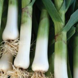 Leek Giant Musselburg - Aimer's Organic Seeds