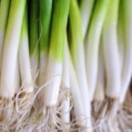 Onion Bunching Evergreen - Aimer's Organic Seeds