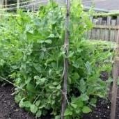 Pea Oregon Sugar Pod - Aimer's Organic Seed - Image 2