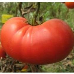 Tomato Beefsteak - Aimer's Organic Seeds - Image 2