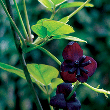 Akebia Chocolate Vine - Image 2