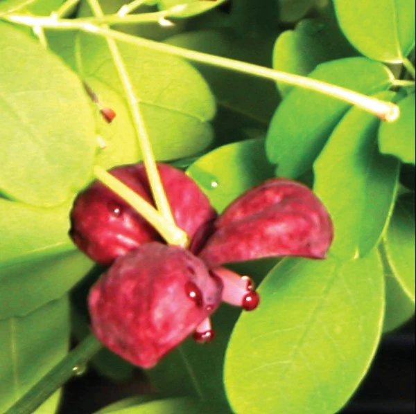 Akebia Chocolate Vine - Image 3