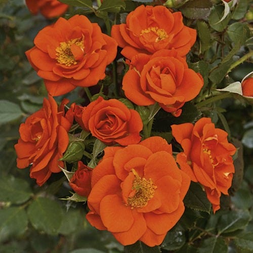 All A Twitter - Weeks Rose