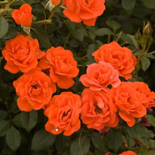 All A Twitter - Weeks Rose - Image 2