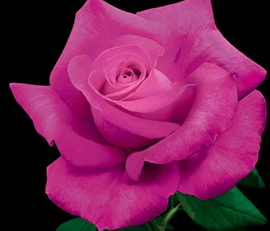 All My Loving - Weeks Rose - Image 2