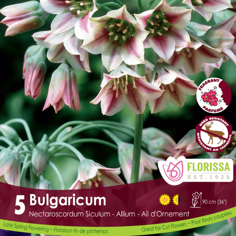 Allium - Bulgaricum, 5 Pack