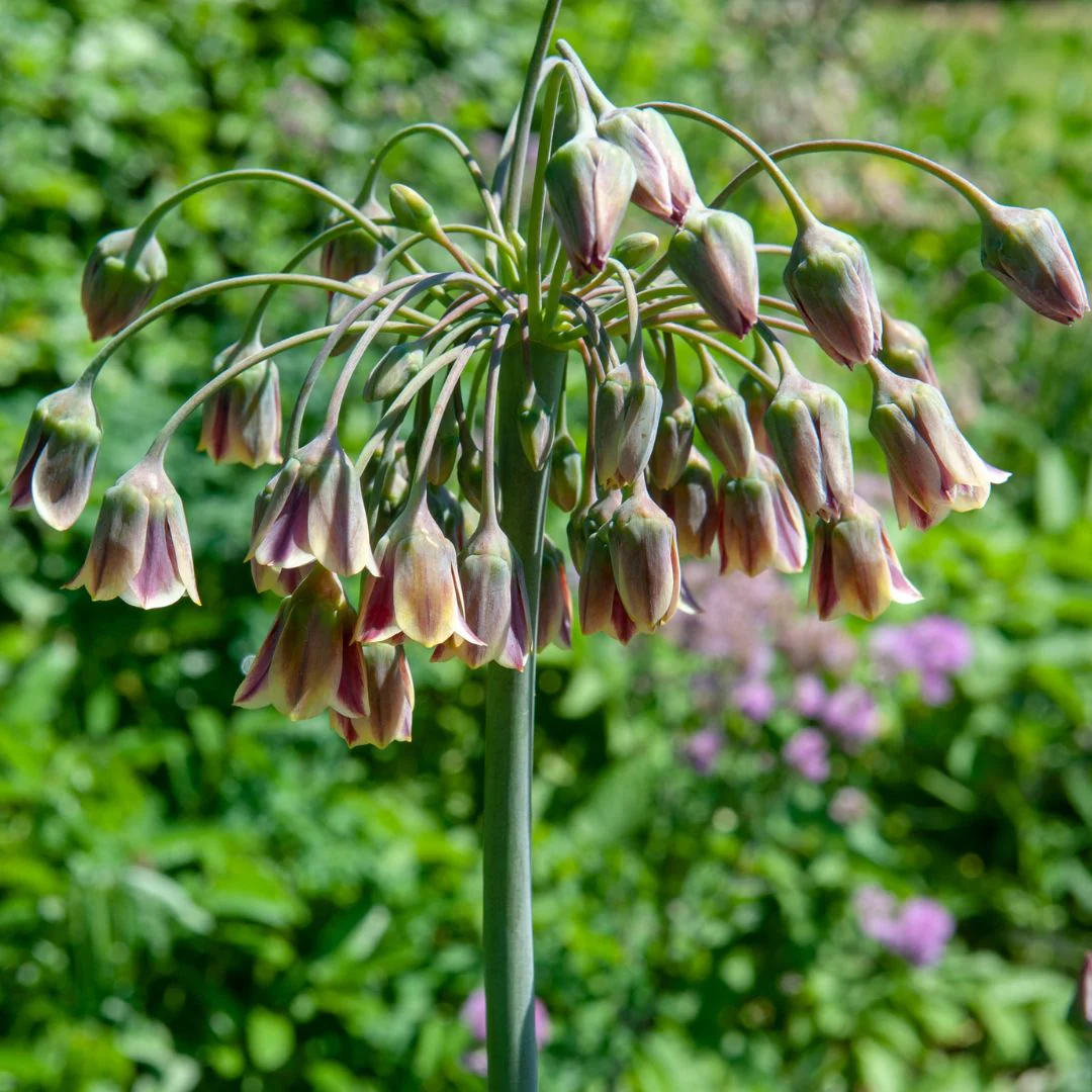 Allium - Bulgaricum, 5 Pack - Image 2
