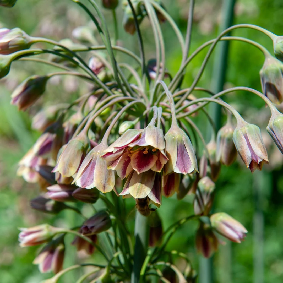 Allium - Bulgaricum, 5 Pack - Image 3