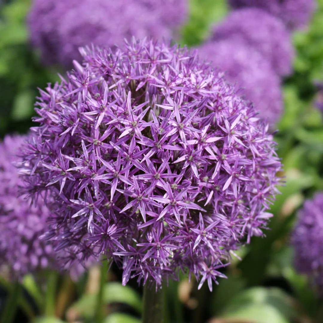 Allium - Giganteum - Image 3