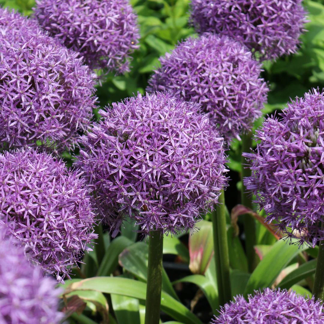 Allium - Giganteum - Image 4