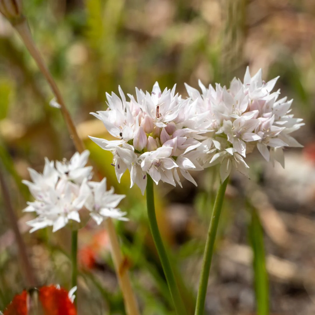 Allium - Graceful Beauty, 5 Pack - Image 2