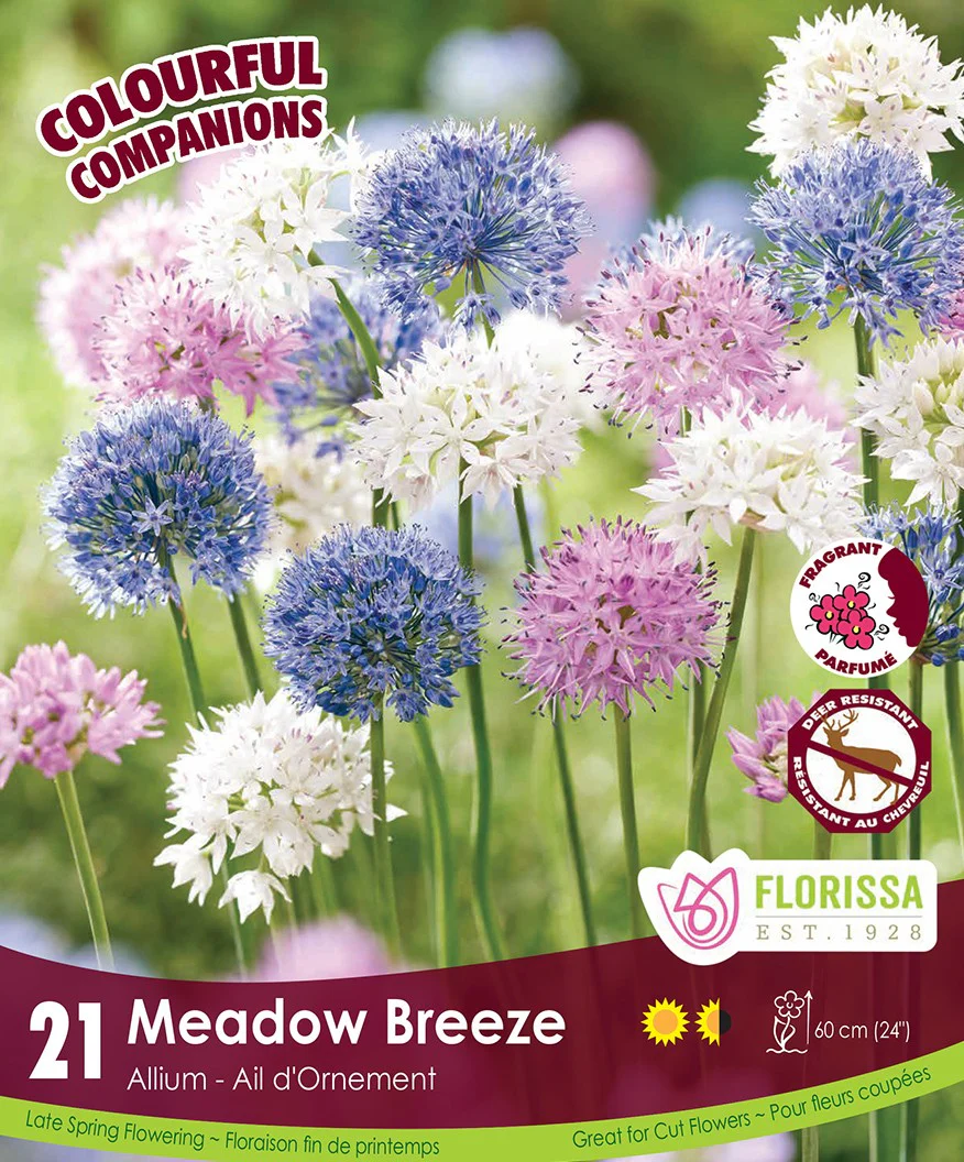 Allium - Meadow Breeze, Colourful Companions, 21 Pack