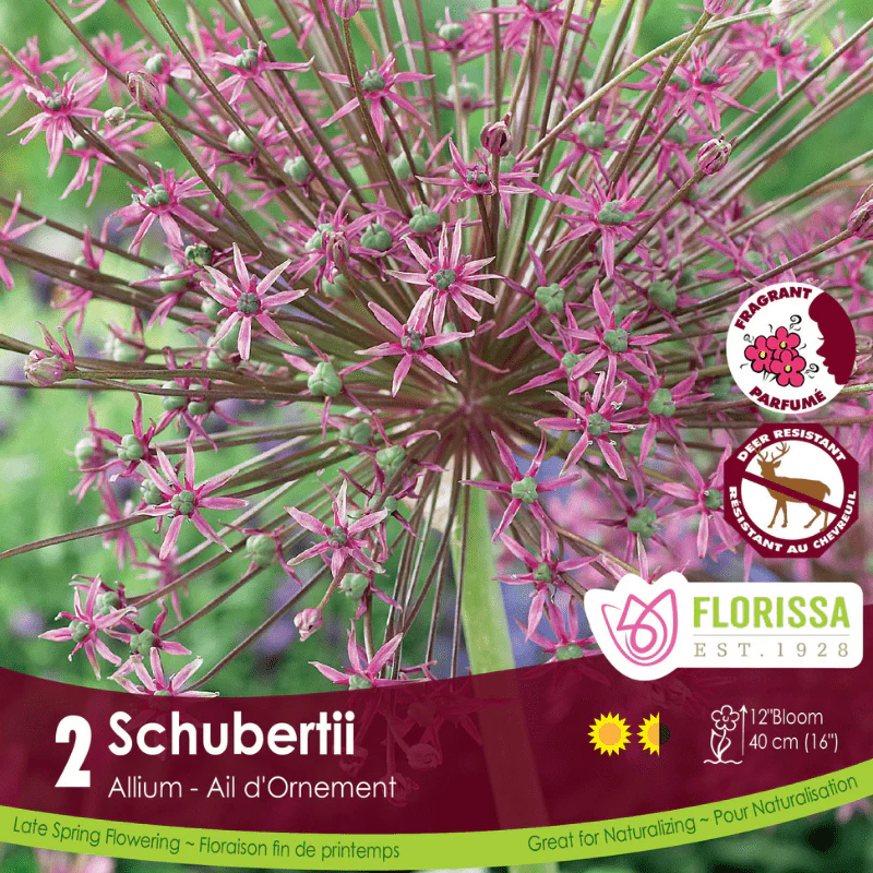 Allium - Schubertii, 2 Pack