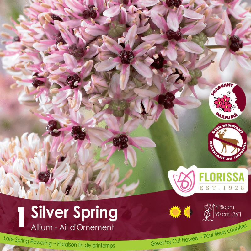 Allium - Silver Spring