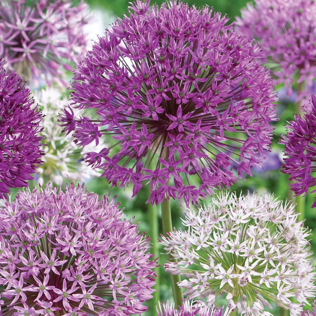 Allium - Tall Mix - Mesh Bag, 20 Pack - Image 3