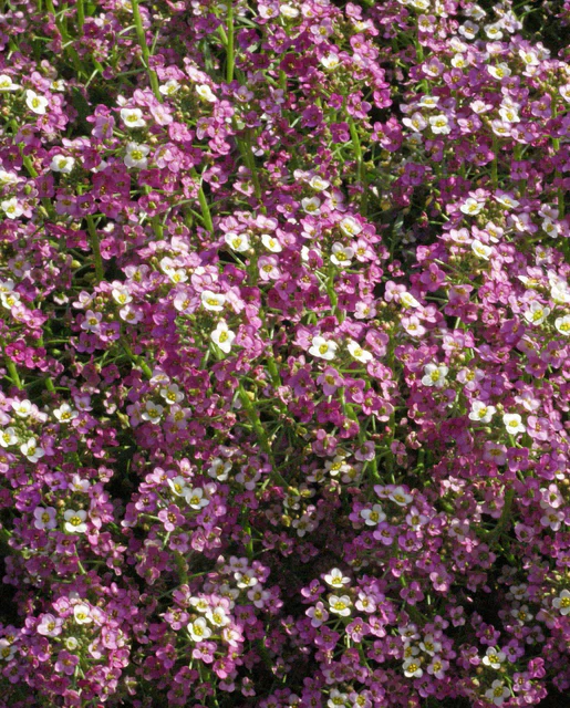Alyssum Dwarf Pink - West Coast Seeds - Image 2