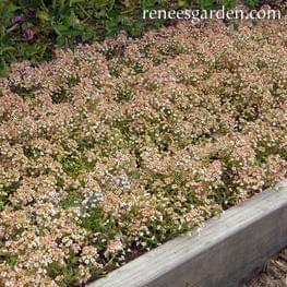 Alyssum Summer Peaches - Renee's Garden - Image 2